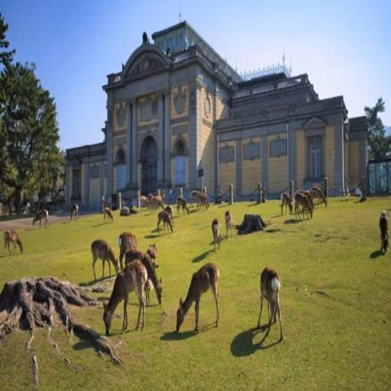 Osaka/Kyoto : Private Kyoto & Nara Customised Day Trip - Osaka/Kyoto : Private Kyoto & Nara Customised Day Trip