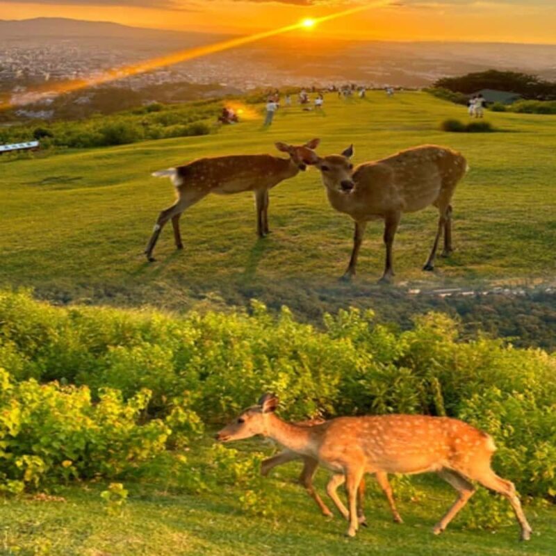 Osaka/Kyoto : Private Kyoto & Nara Customised Day Trip - Key Points