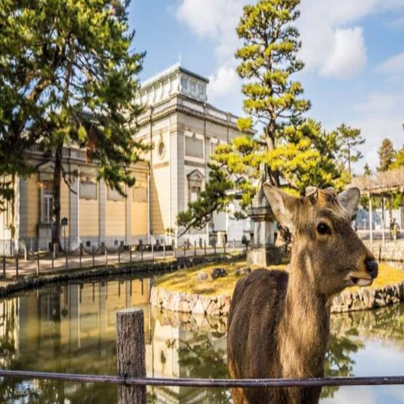 Osaka/Kyoto : Private Kyoto & Nara Customised Day Trip - Final Thoughts