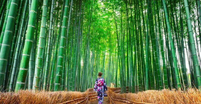 osaka-kyoto-sanzenin-arashiyama-train-bamboo-forest-tour