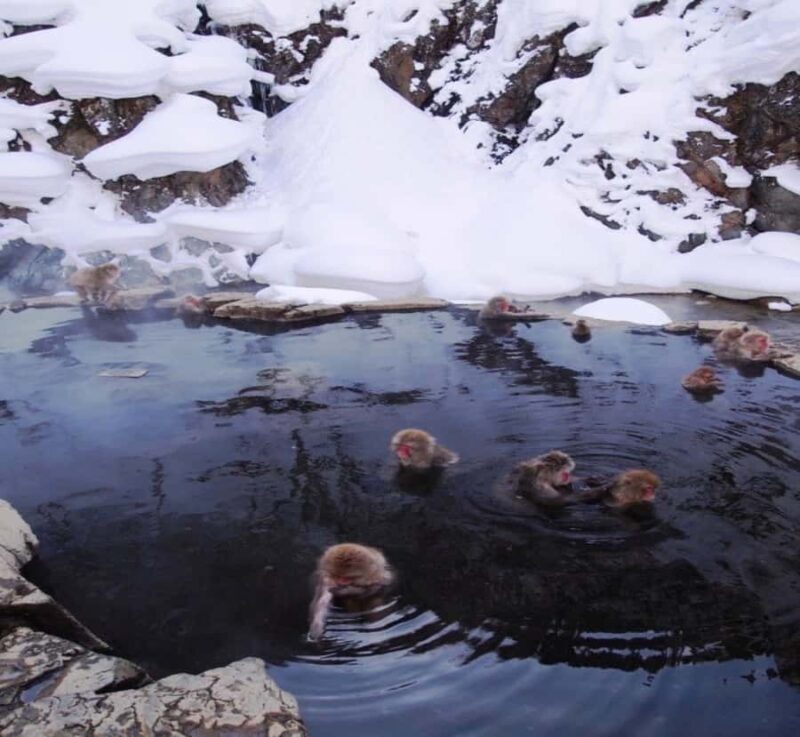 Osaka: Nagano Private Day Trip with English-Speaking Guide - Who Will Love This Tour?