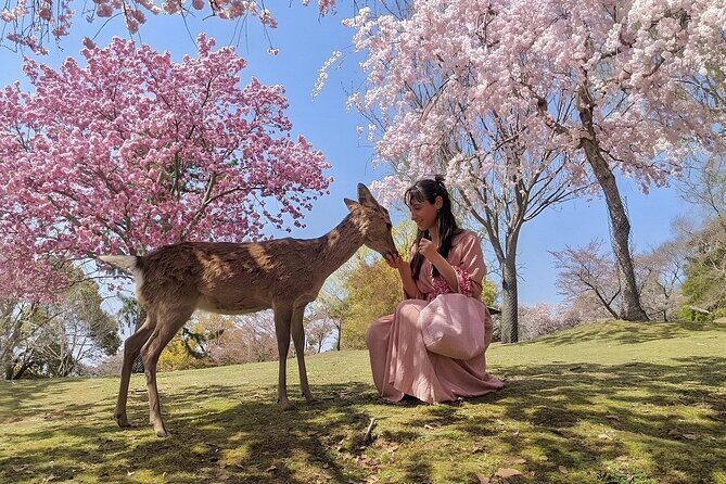 Osaka Namba Nara Yasaka Shrine Tour With AC Private Car by Guide - A Complete Look at the Tour Experience