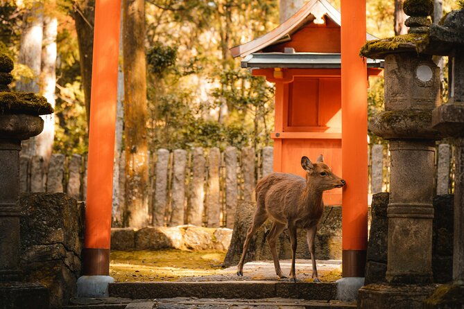 osaka-nara-and-kyoto-day-trip-with-english-speaking-driver