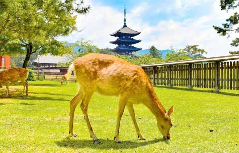 Osaka: Nara and Uji Day Trip with Deer Park and Hot Spring - Key Points