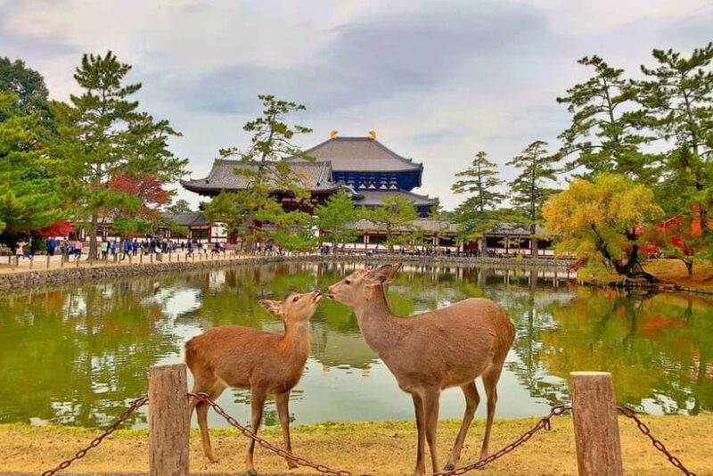 Osaka/Nara/Kyoto: Private Tour with English-Speaking Guide - FAQ: Your Practical Questions Answered  