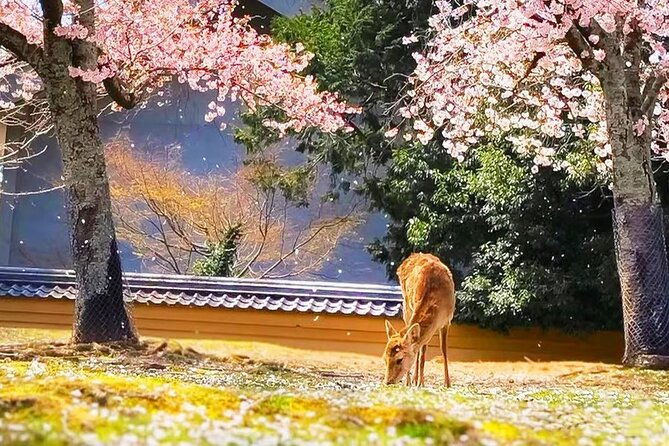 osaka-nara-todaiji-uji-matcha-and-hot-spring-tour-2