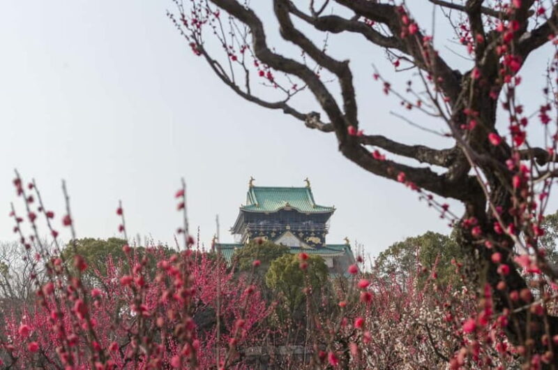 Osaka: Private Walking Shore Excursion-Kobe/Kyoto/Nara/Osaka - The Sum Up  