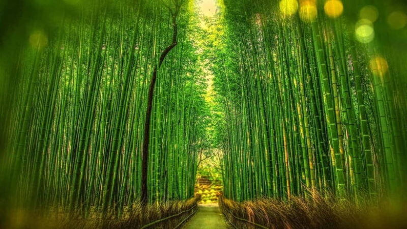 Osaka to Kyoto: Arashiyama Bamboo Grove Small Group Tour - What We Love About This Tour
