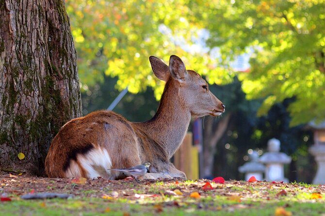 Osaka to Nara Park Private Day Trip with English Driver - A Deep Dive into the Osaka to Nara Private Day Trip
