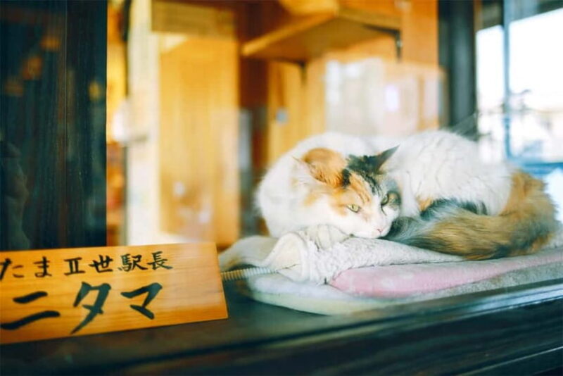 Osaka: Wakayama Cat Train, Seafood market, Hot Springs Tour - Who Will Love This Tour?