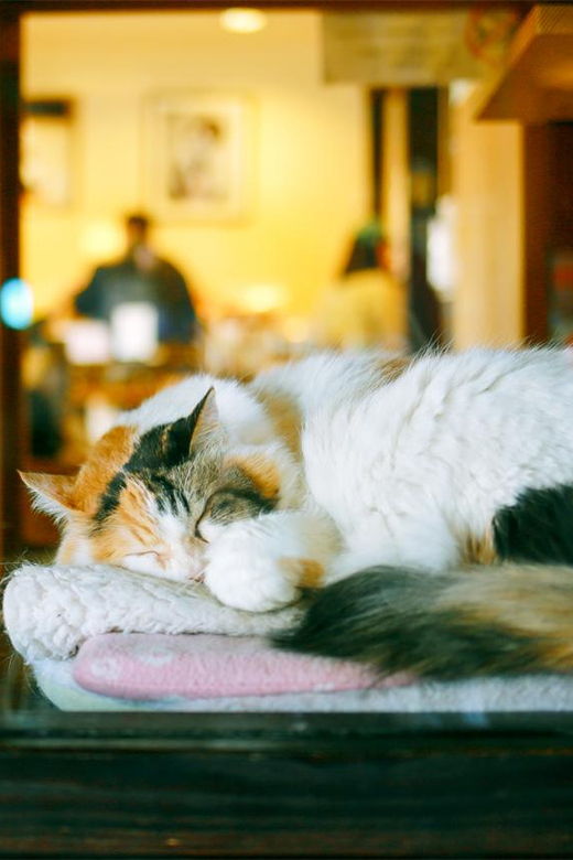 osaka-wakayama-kishi-station-shirahama-and-coast-day-tour