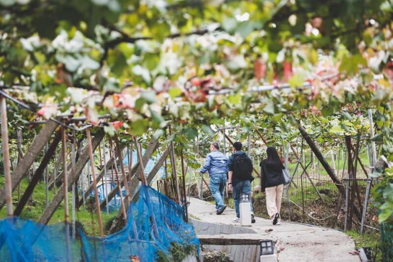 Osaka Winery Tour with Wine Tasting & Vineyard Walk - A Closer Look at the Osaka Winery Tour Experience