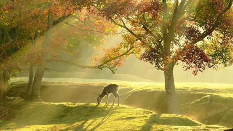 Osaka:Nara & Uji In-depth One-Day TourDeer Feeding - Introduction to the Tour Experience