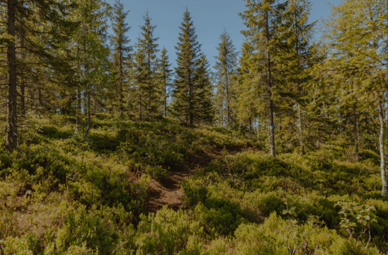 oslo-best-view-of-the-oslofjord-hike