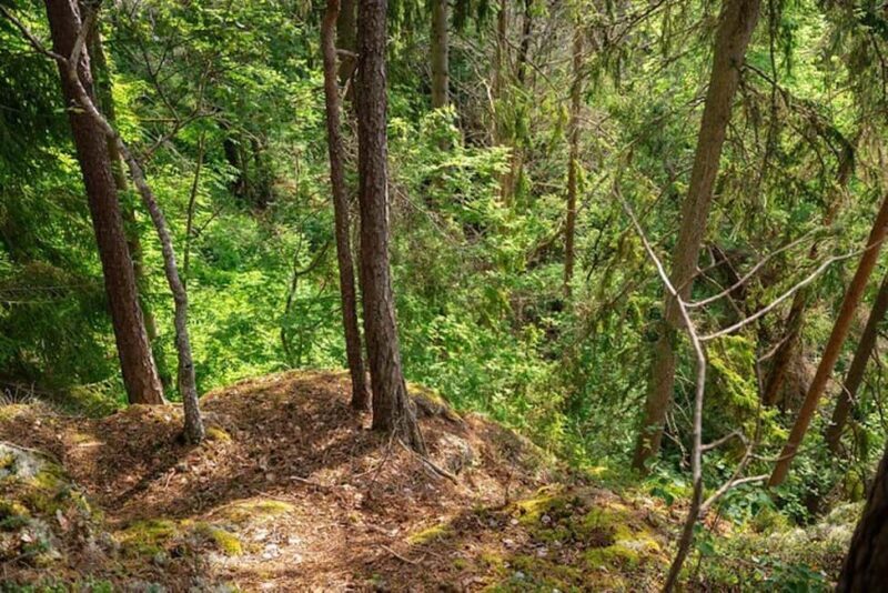 Oslo: Forest Hike with Guide & Husky - Key Points