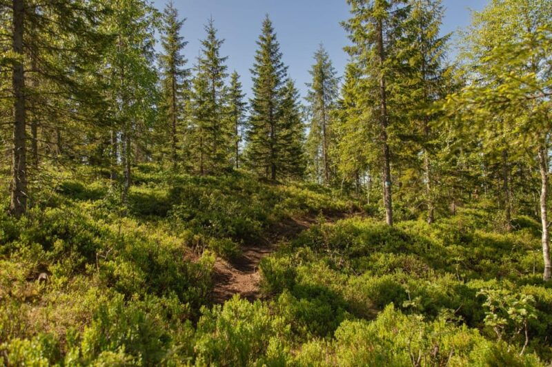 oslo-the-spectacular-holmenkollen-walk