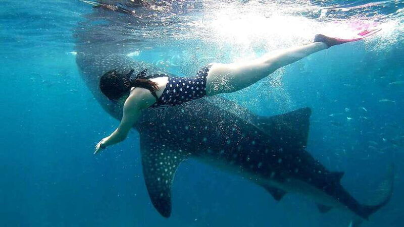 oslob-cebu-whale-shark-watching-day-tour