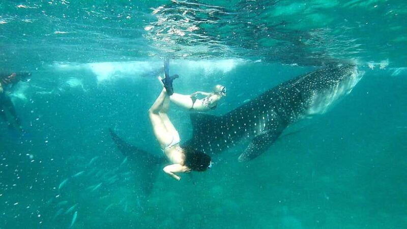 oslob-cebu-whale-shark-watching-day-tour