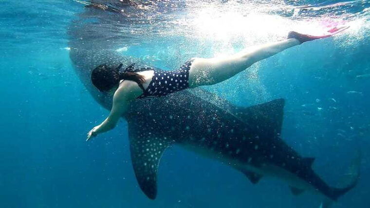 oslob-cebu-whale-shark-watching-day-tour