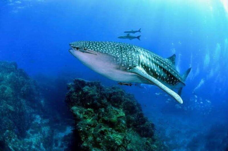 oslob-cebu-whaleshark-scuba-diving-sumilon-sanctuary