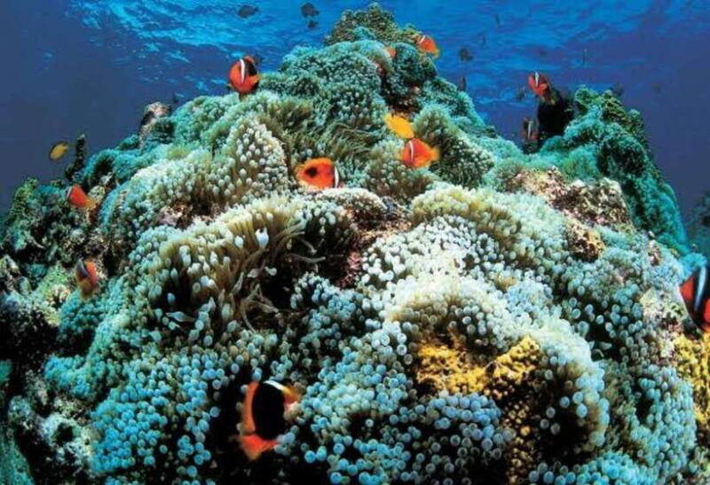 oslob-cebu-whaleshark-scuba-diving-sumilon-sanctuary