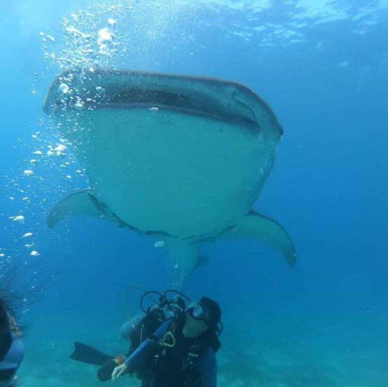 oslob-cebu-whaleshark-scuba-diving-sumilon-sanctuary
