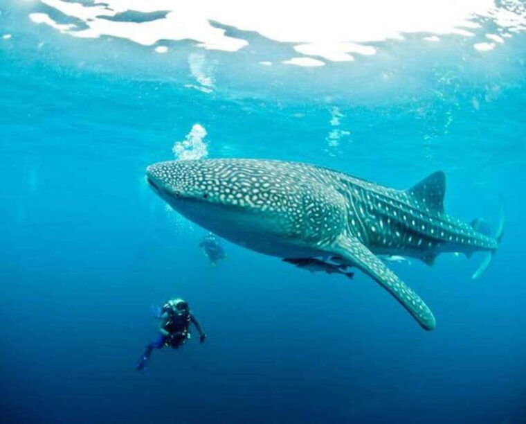 oslob-cebu-whaleshark-scuba-diving-sumilon-sanctuary