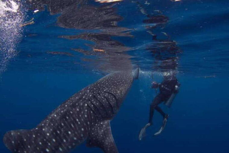 oslob-cebu-whaleshark-scuba-diving-sumilon-sanctuary