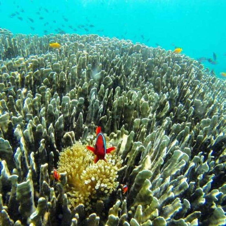 oslob-cebu-whaleshark-scuba-diving-sumilon-sanctuary