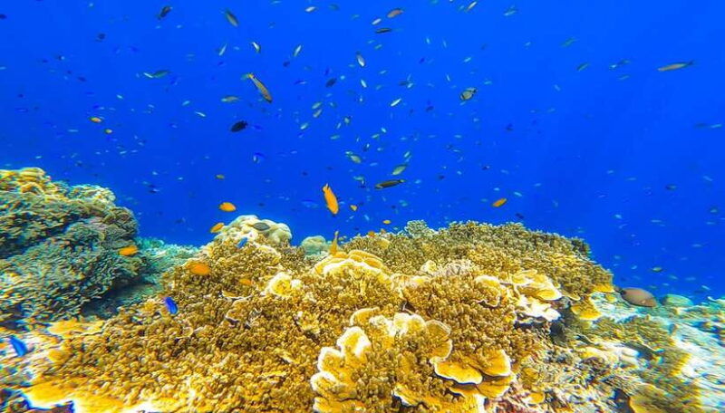 oslob-sumilon-sand-bar-whale-sharks-sardines-snorkeling