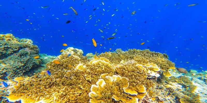 oslob-sumilon-sand-bar-whale-sharks-sardines-snorkeling