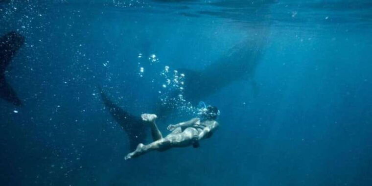 oslob-sumilon-sand-bar-whale-sharks-sardines-snorkeling