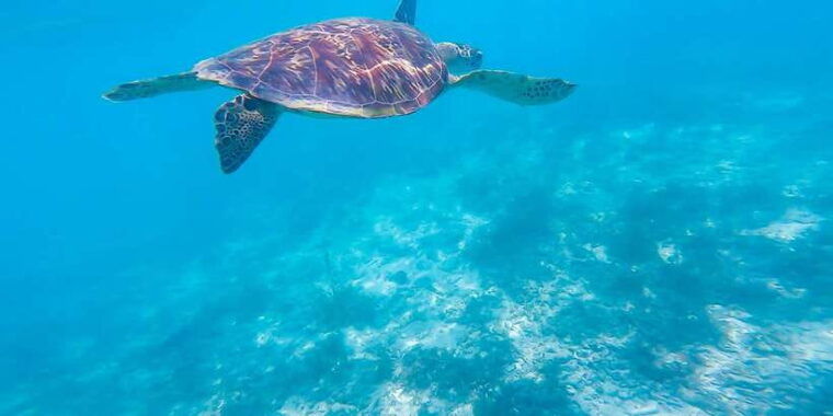 oslob-sumilon-sand-bar-whale-sharks-sardines-snorkeling