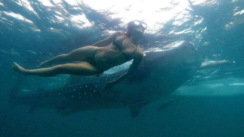 oslob-whale-shark-adventure-inambakan-falls-exploration