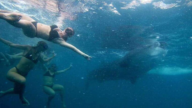 oslob-whale-shark-adventure-inambakan-falls-exploration