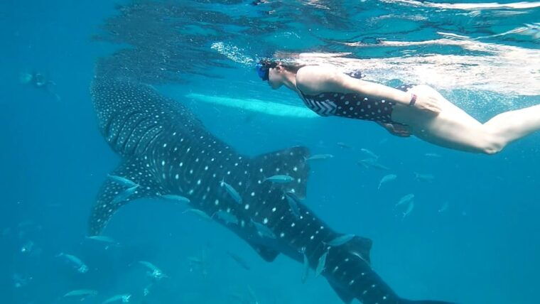 oslob-whale-shark-adventure-inambakan-falls-exploration