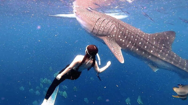 Oslob Whale Shark, Aguinid Falls & Moalboal Snorkeling - Key Points
