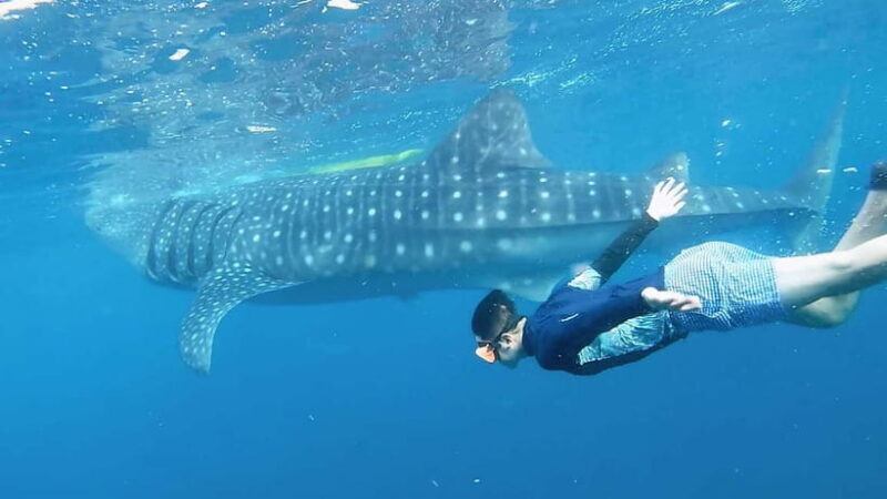 Oslob Whale Shark, Aguinid Falls & Moalboal Snorkeling - FAQs