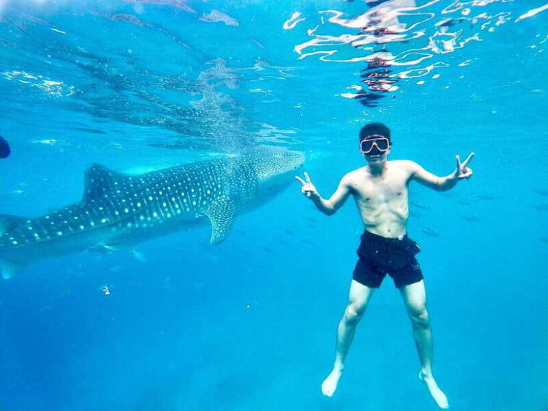 Oslob Whale Shark Direct - Key Points