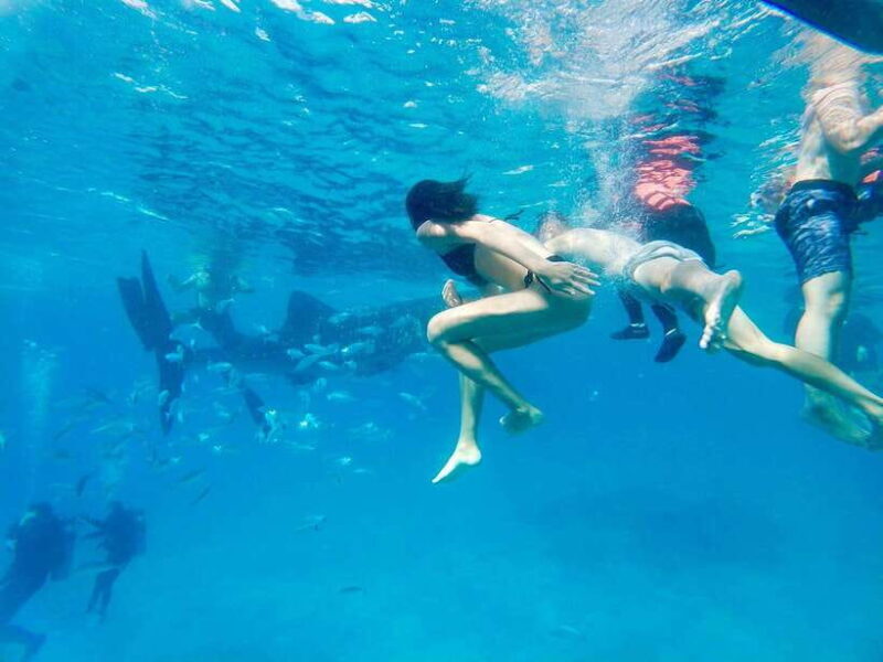 Oslob Whale Shark Direct - Final Thoughts