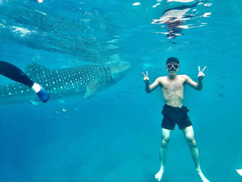 oslob-whale-shark-direct