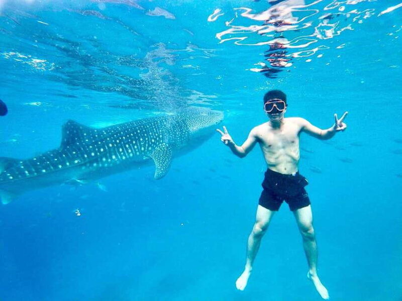 oslob-whale-shark-direct