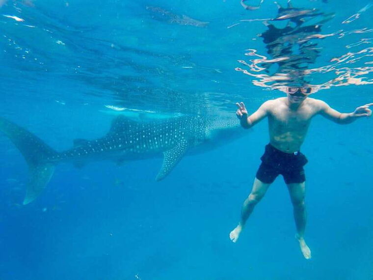 oslob-whale-shark-direct