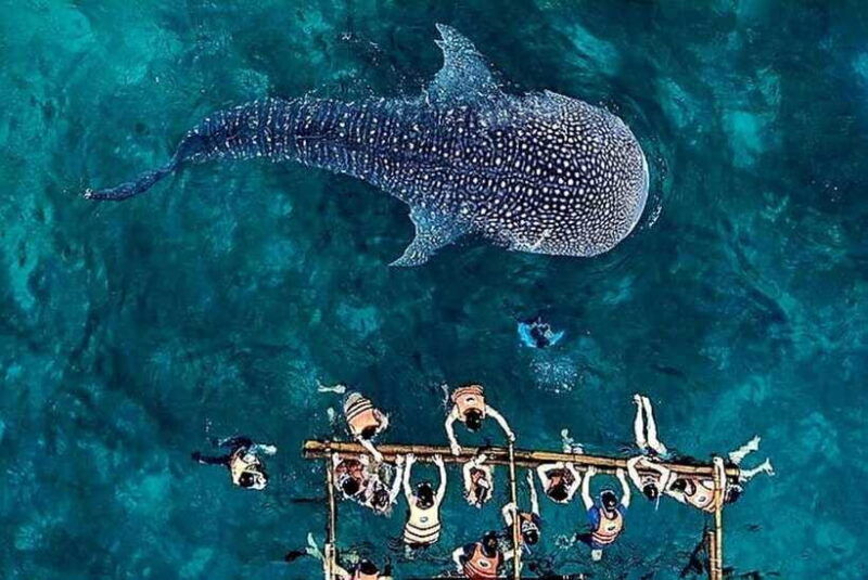 oslob-whale-shark-encounter-ka-treasure-falls-simala