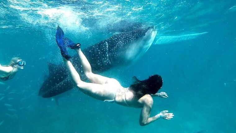 oslob-whale-shark-encounter-ka-treasure-falls-simala