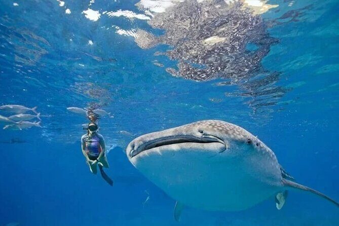 Oslob Whale Shark Snorkeling & Tumalog Falls with Osmeña Peak - Oslob Whale Shark Snorkeling & Tumalog Falls with Osmeña Peak: A Full-Day Cebu Adventure