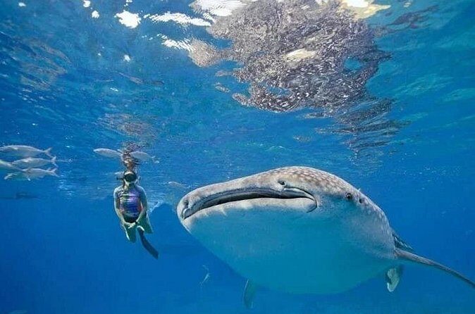 Oslob Whale Shark Snorkeling & Tumalog Falls with Osmeña Peak - Authentic Insights from Past Travelers