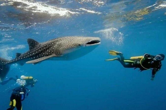Oslob Whale Shark Snorkeling & Tumalog Falls with Osmeña Peak - Who Is This Tour Best For?