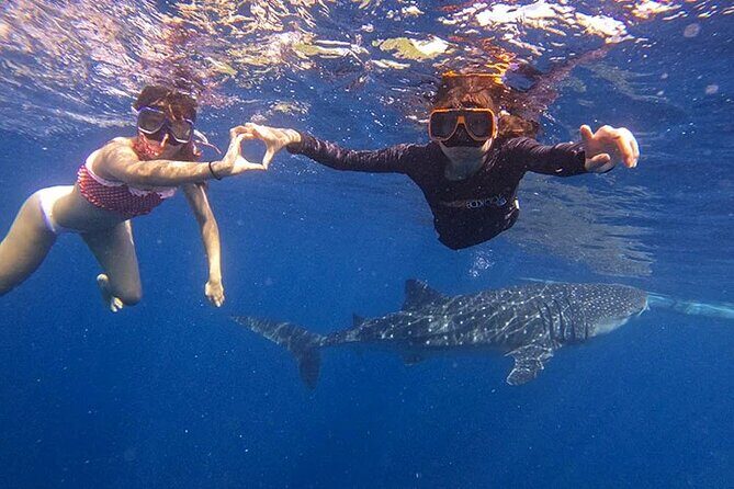 Oslob Whale Shark Snorkeling & Tumalog Falls with Osmeña Peak - FAQ