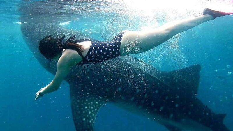 oslob-whale-shark-swim-snorkeling-experience-tour